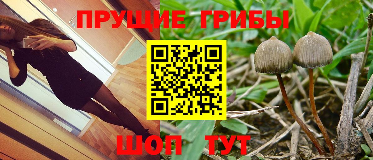 Баксан  Галлюциногенные грибы MAGIC MUSHROOMS  Вход с VPN 